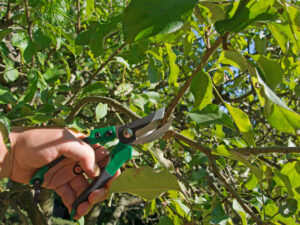 Obstbaum