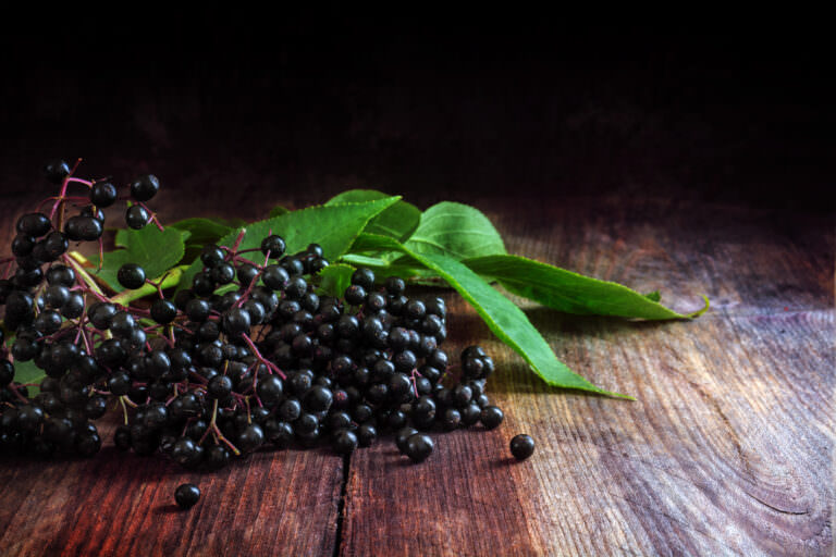 Sind Holunderbeeren giftig oder essbar? - Samenhaus Gartenblog