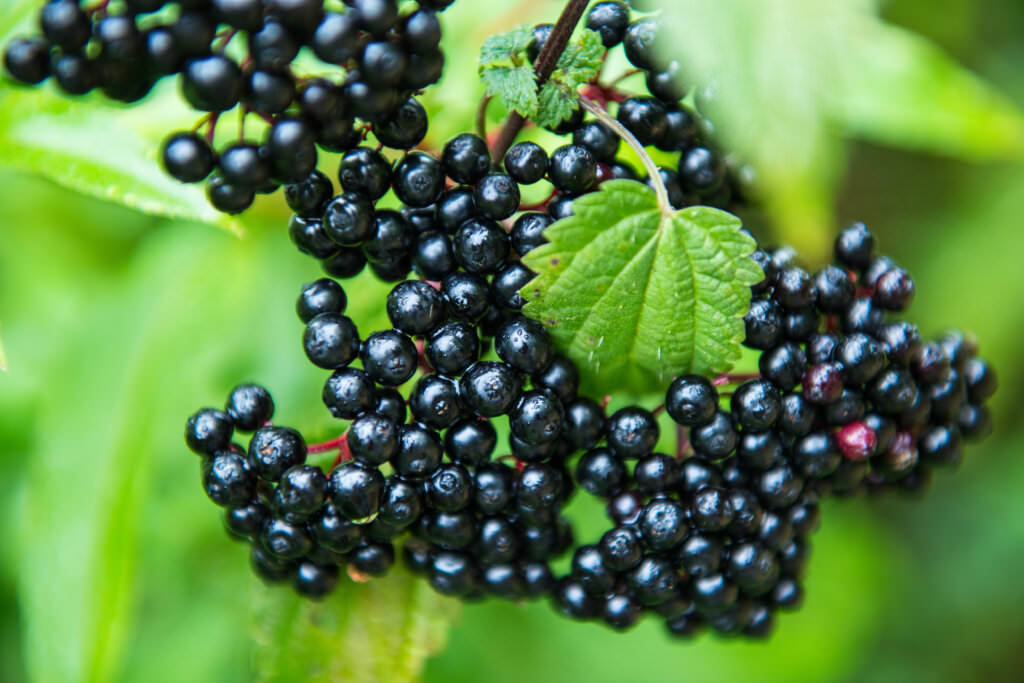 Sind Holunderbeeren giftig oder essbar?