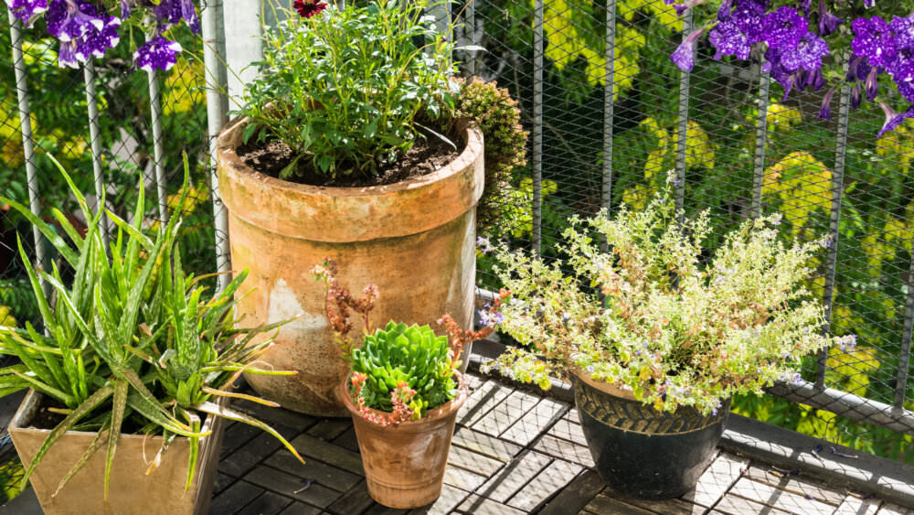 Kübelpflanzen auf Balkon