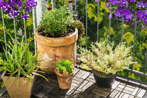 Kübelpflanzen auf Balkon