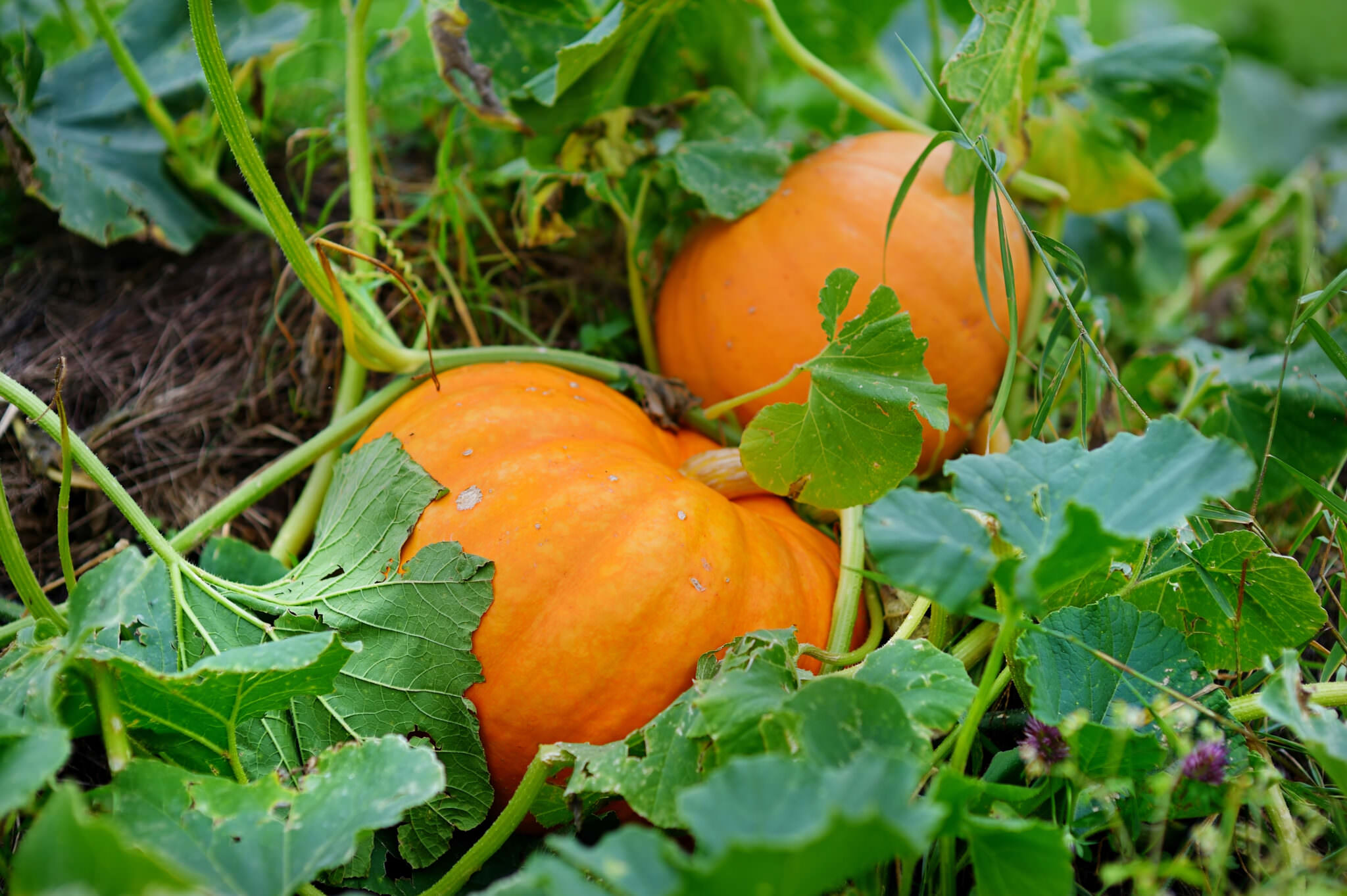 Kürbis im eigenen Garten anbauen Samenhaus Gartenblog