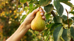 Obst pflücken