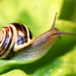 Schnecke