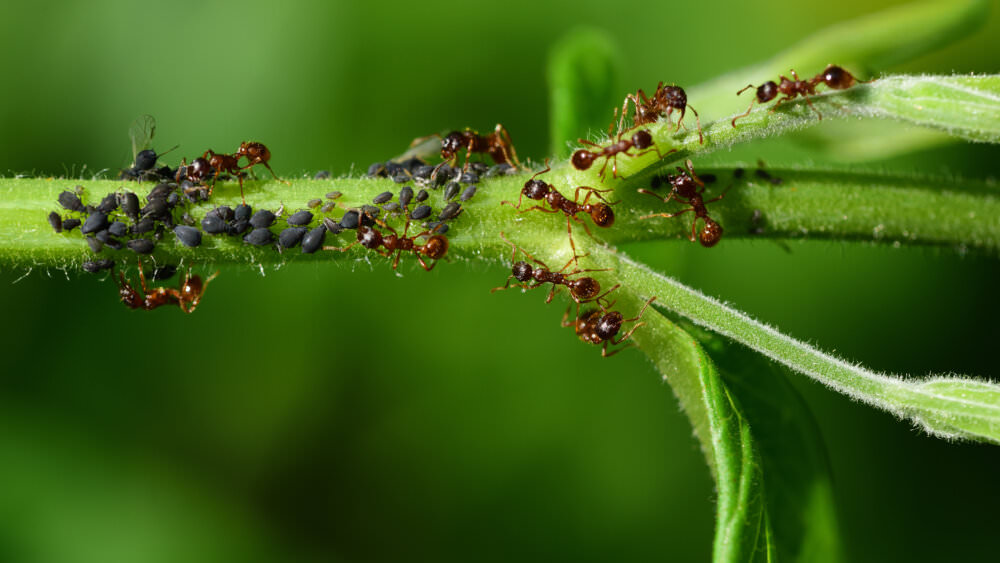 Schädlinge im Garten