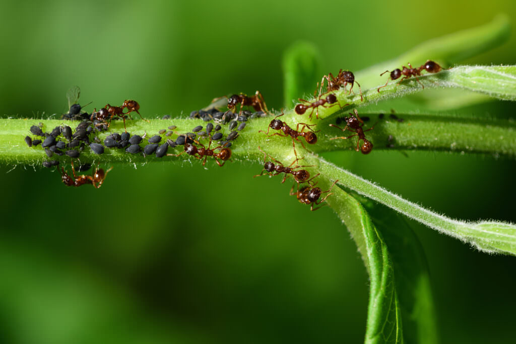 Pflanzen gegen Schädlinge im Blumen- und Gemüsebeet