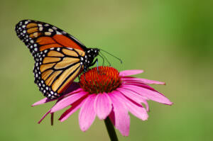 Schmetterling