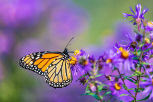 Schmetterling auf Blume