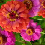 Zinnien