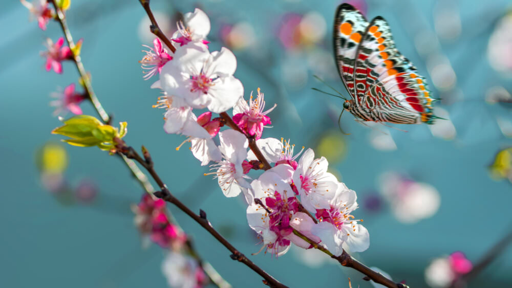 Schmetterling