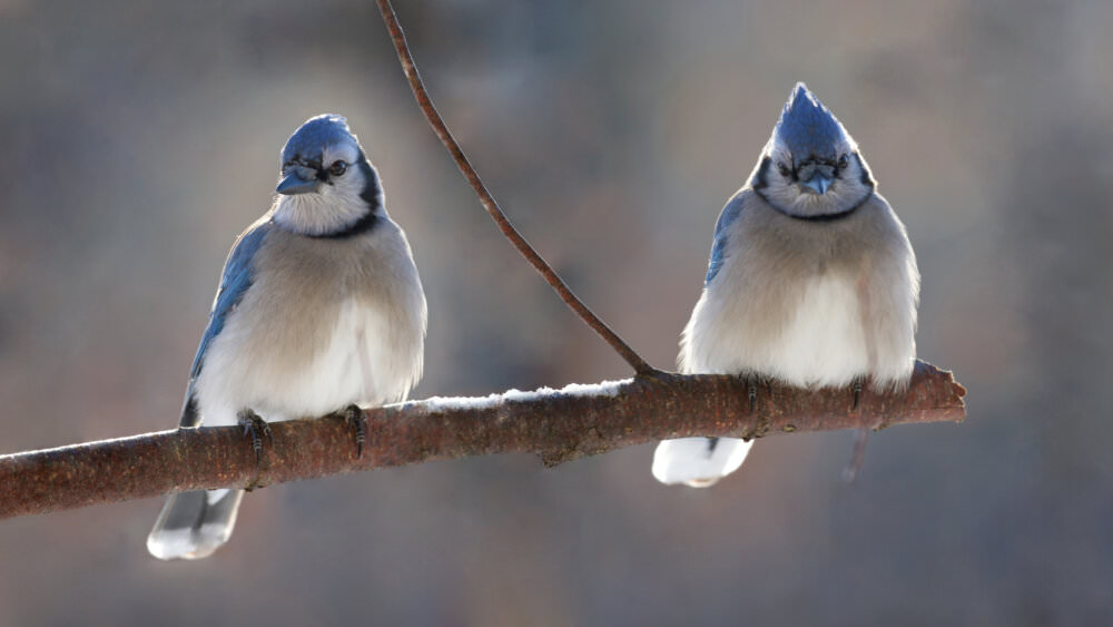 Vögel im Winter