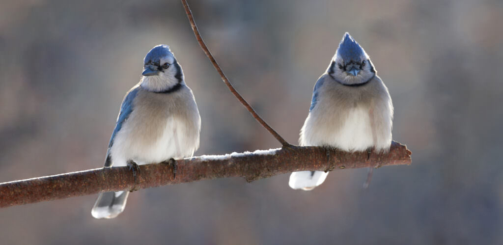 Hilfe für Tiere im Winter: Tipps für Hobbygärtner