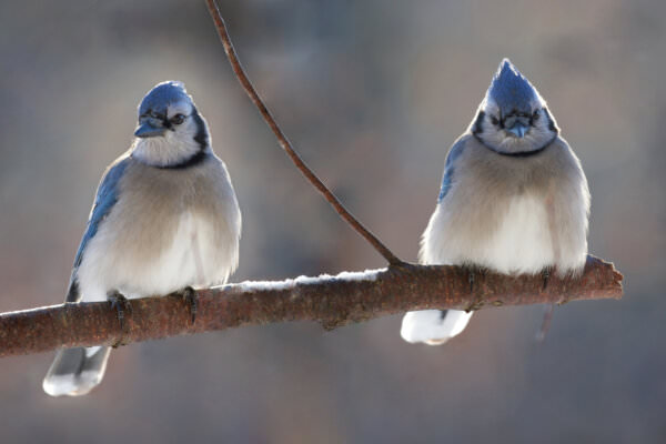 Vögel im Winter