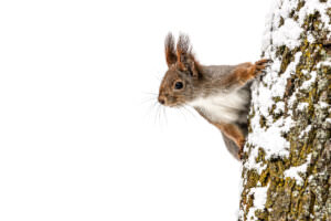Eichhörnchen Winterruhe