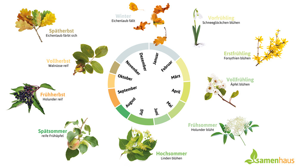 Gärtnern nach der Phänologie