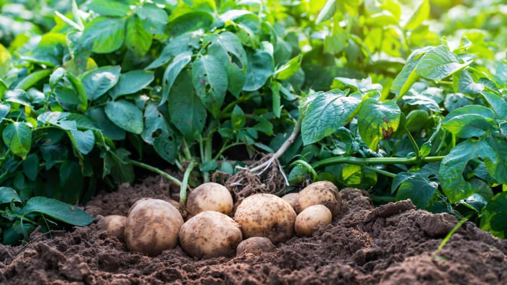 Kartoffel Giftpflanze des Jahres 2022