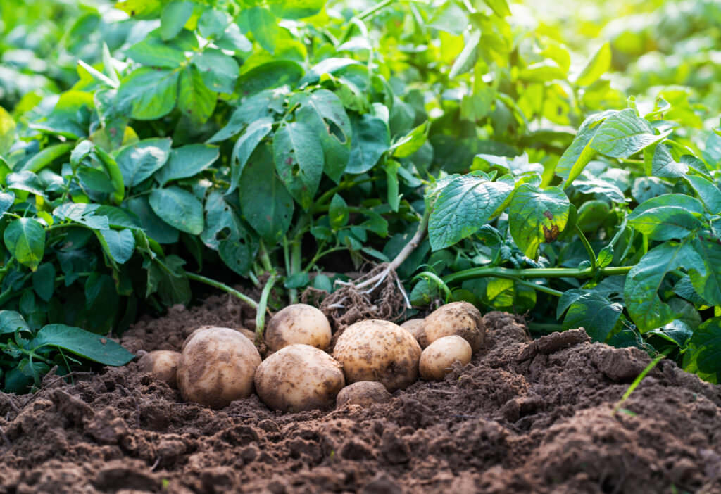 Kartoffel ist zur Giftpflanze 2022 gekürt worden