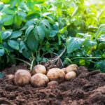 Kartoffel ist zur Giftpflanze 2022 gekürt worden