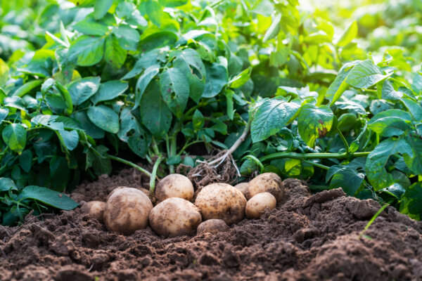 Kartoffel Giftpflanze des Jahres 2022