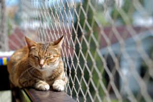 Katze Balkon