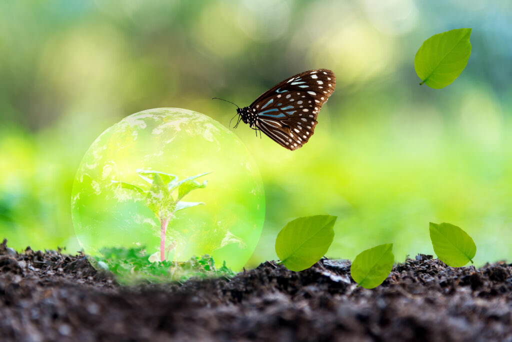 Biologischer Pflanzenschutz: Verzichten Sie auf die chemische Keule?