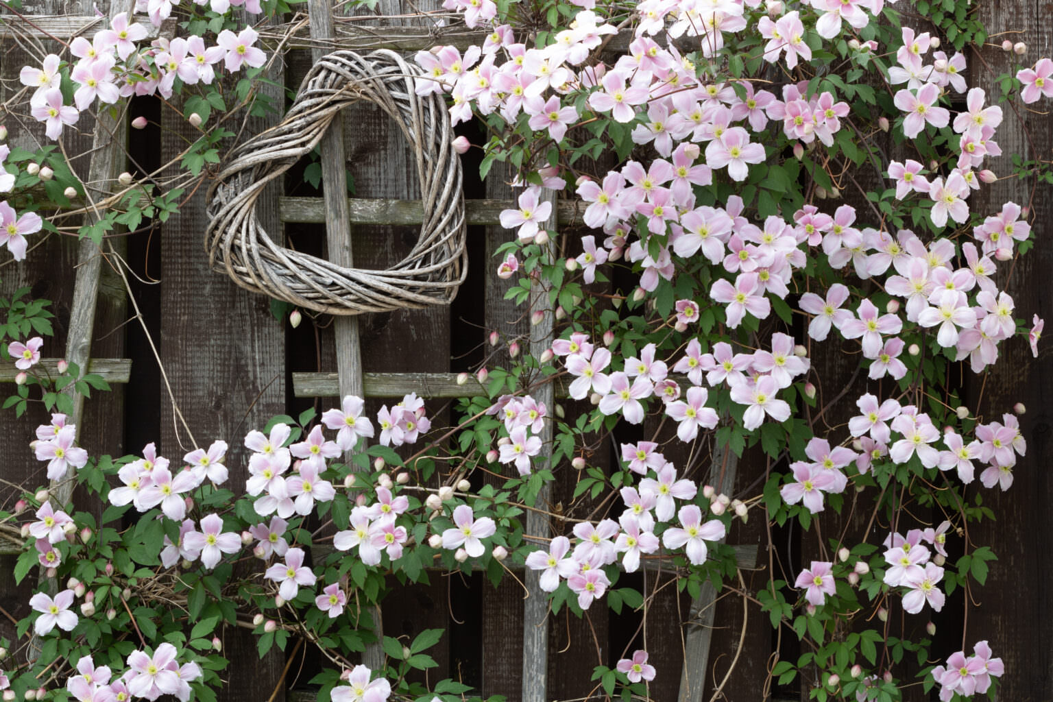 Clematis Blütenpracht und Sichtschutz für den Balkon Samenhaus