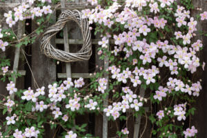 Clematis