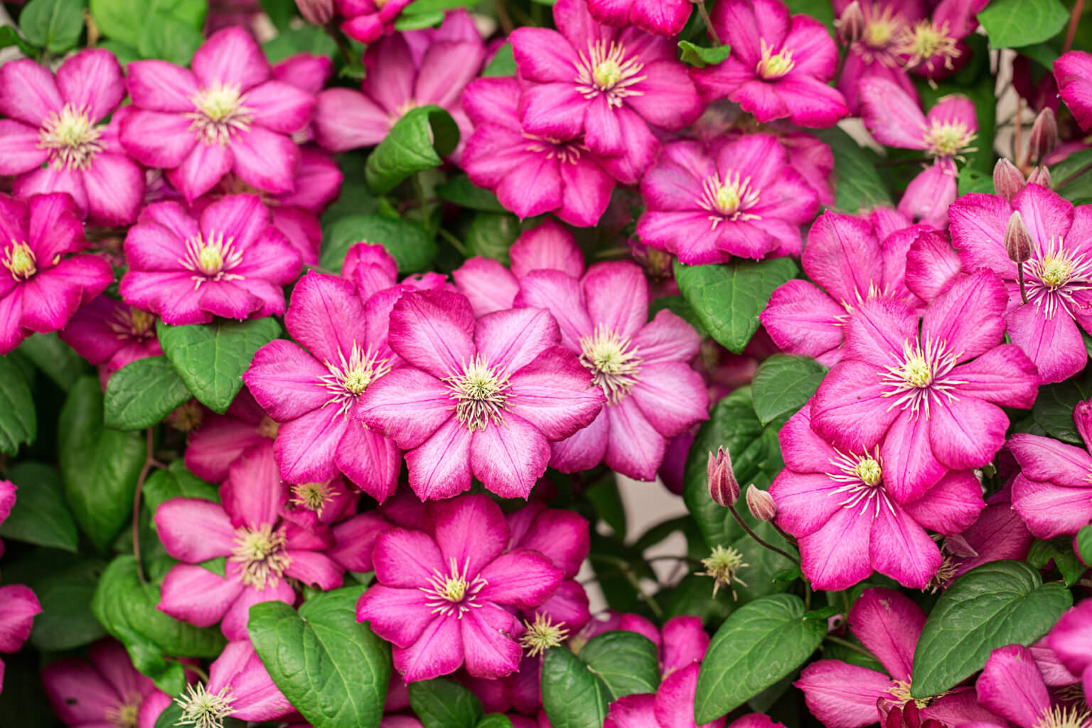 Clematis Blütenpracht und Sichtschutz für den Balkon Samenhaus