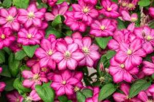 Clematis rosa