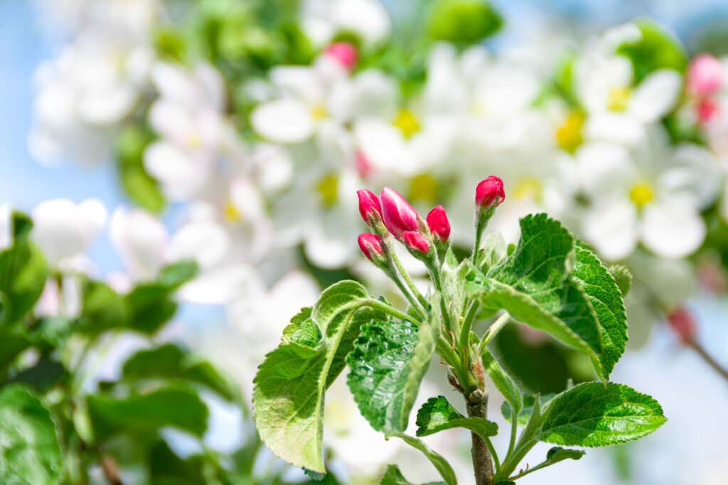 Gartenkalender April – Jetzt wird gesät, gepflanzt, gewässert