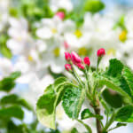 Gartenkalender April – Jetzt wird gesät, gepflanzt, gewässert