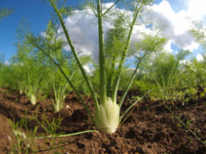 Knollenfenchel