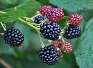 Brombeeren