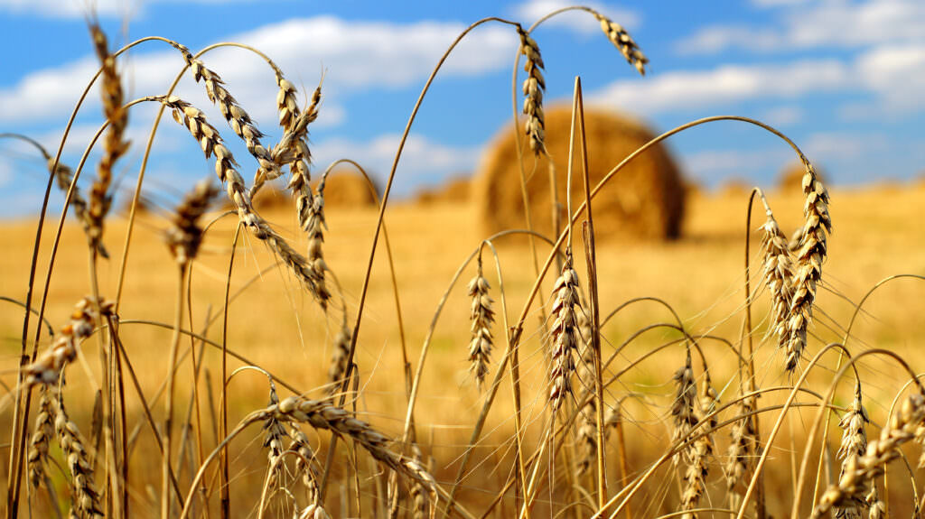 Gartenkalender August: Die Arbeit geht weiter