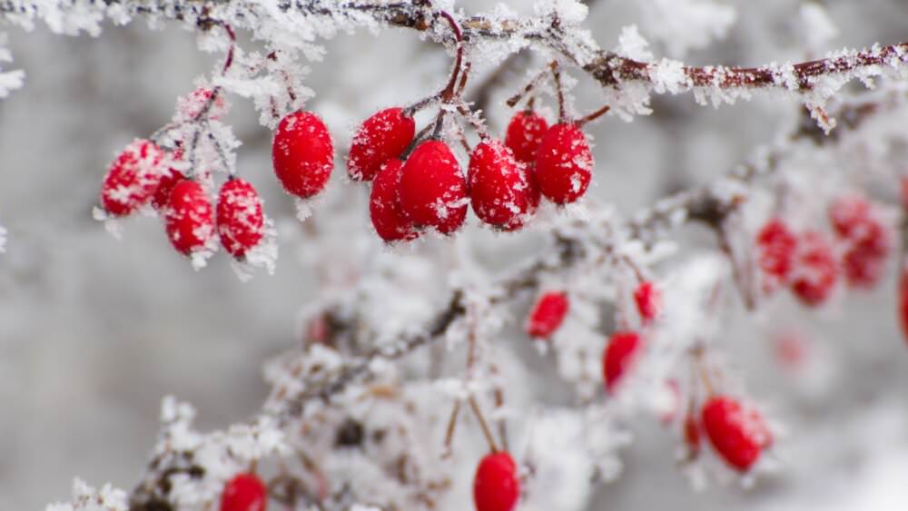 Gartenkalender Dezember