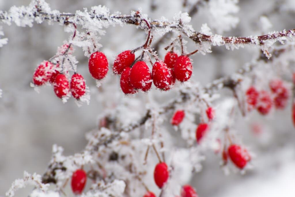 Gartenkalender Dezember: langsam kehrt Ruhe ein