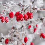 Gartenkalender Dezember: langsam kehrt Ruhe ein