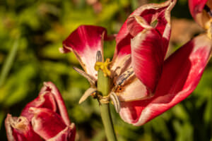 Verblühte Blumen