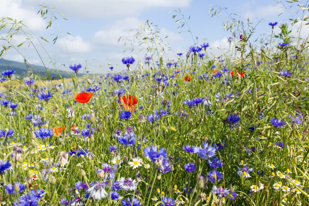 Gartenkalender Juni – In großen Schritten zur Hauptsaison