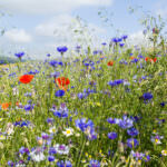 Gartenkalender Juni – In großen Schritten zur Hauptsaison