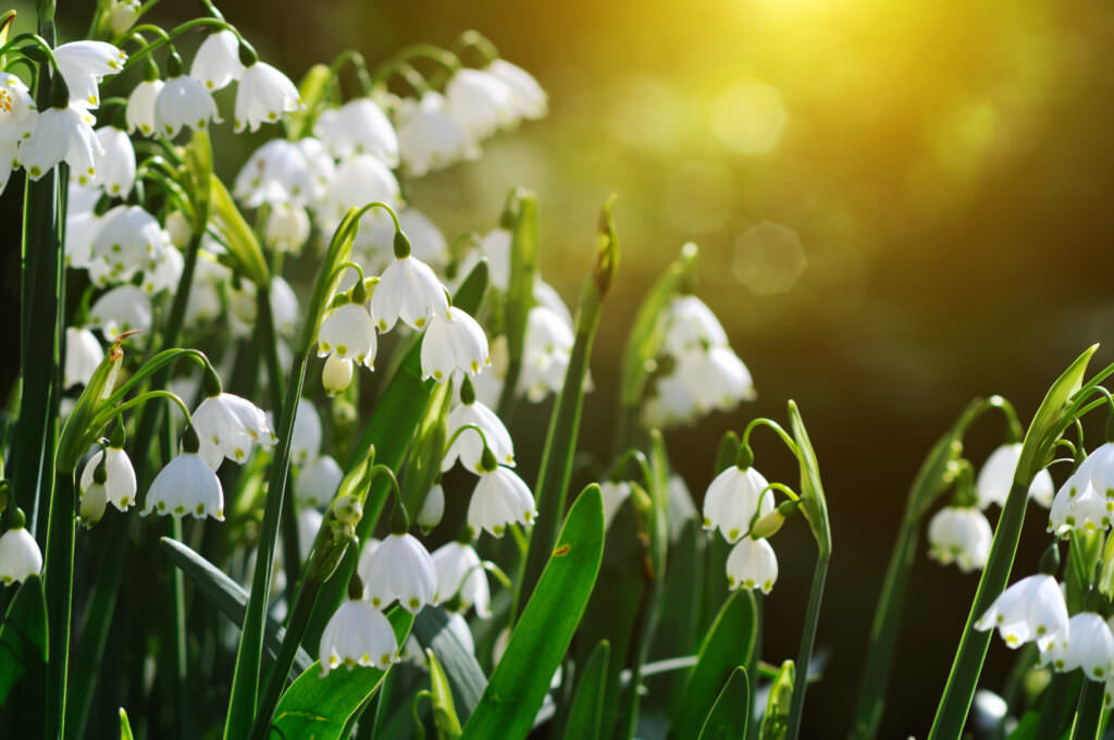 Gartenkalender März – Jetzt gibt’s draußen etwas mehr zu tun