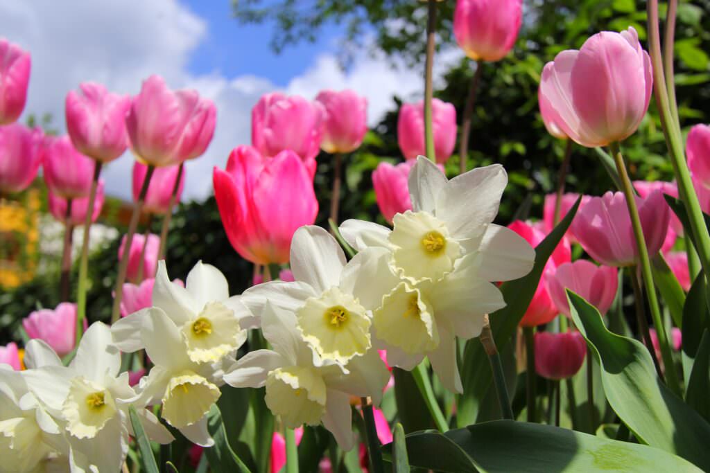 Gartenkalender Mai: jede Menge Arbeit