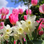 Gartenkalender Mai: jede Menge Arbeit