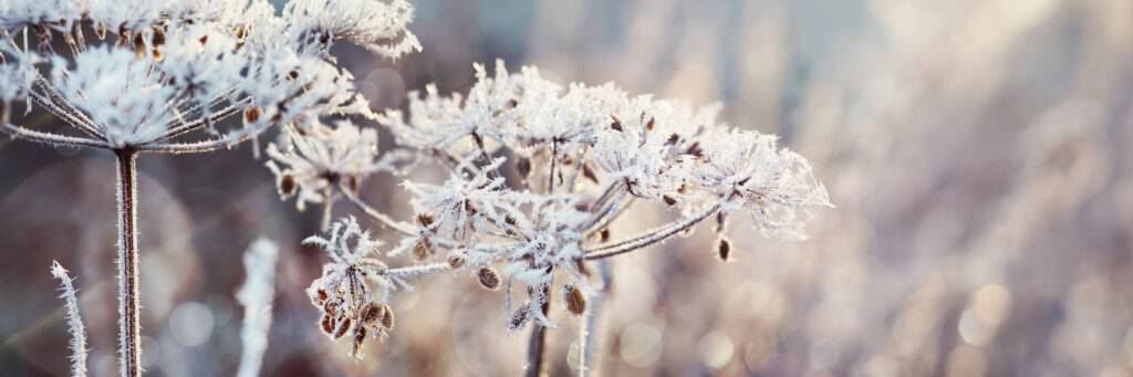 Gartenkalender November: noch keine Zeit zum Ausruhen