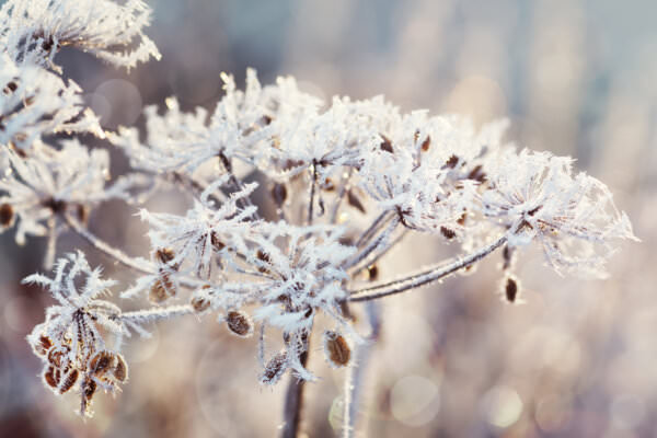 Frost November