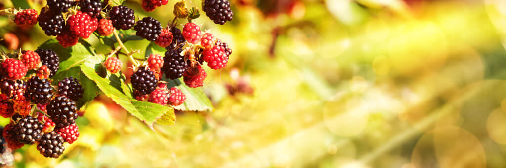 Gartenkalender September: Ernten und Vorbereiten für den Winter