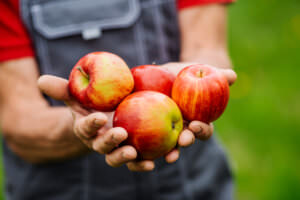 Äpfel ernten