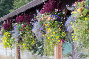 Hanging Baskets 