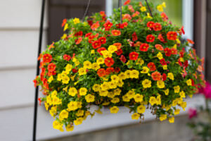 Hanging Baskets 