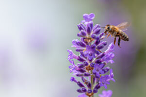 Lavendel Biene